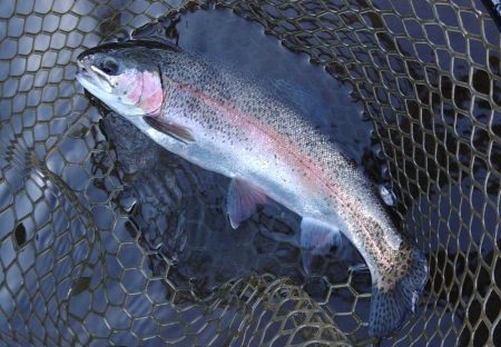 平谷湖フィッシングスポットでサクラマスを狙…